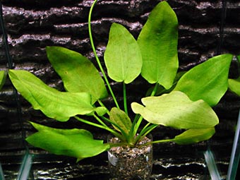 Echinodorus schlueteri